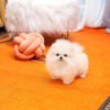 pomeranian dog price