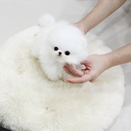 white pomeranian white pomeranian