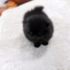black pomeranian