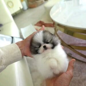 اشترِ جراء بوميرانيان صغيرة الحجم من دبي وأبوظبي.