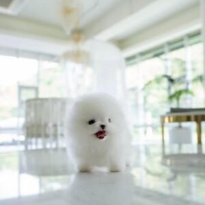 White teacup Pomeranian puppies for sale