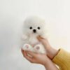 buy teacup pomeranian online