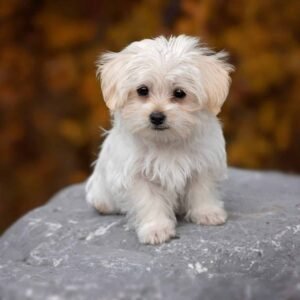 Maltese Puppies