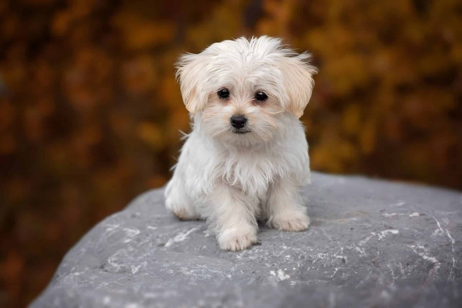 imageye___-_imgi_159_maltese-puppy