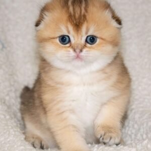 scottish fold kitten