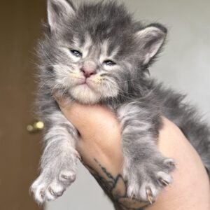 Mainecoon Kitten