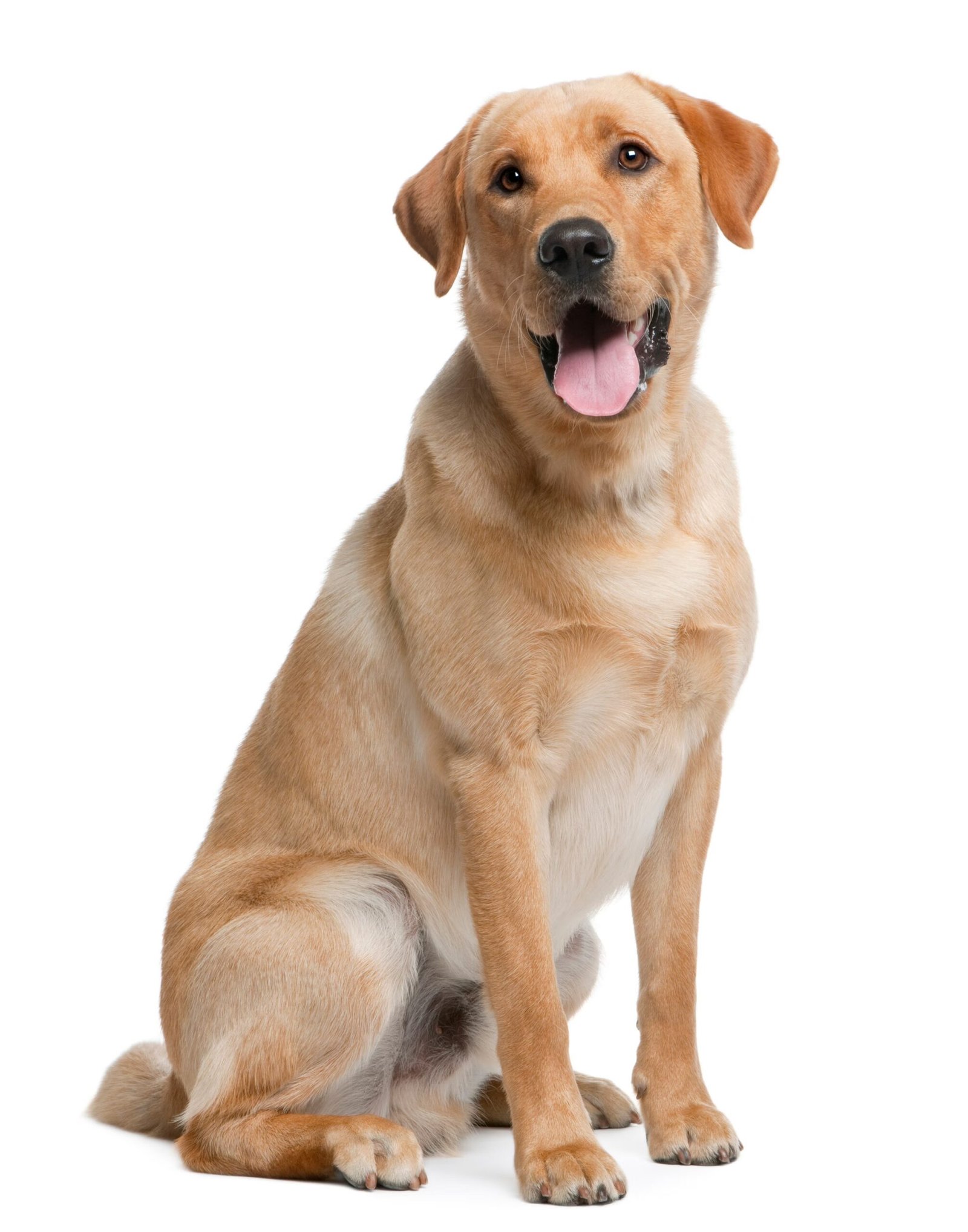 imageye___-_imgi_198_Labrador Retriever 1_0