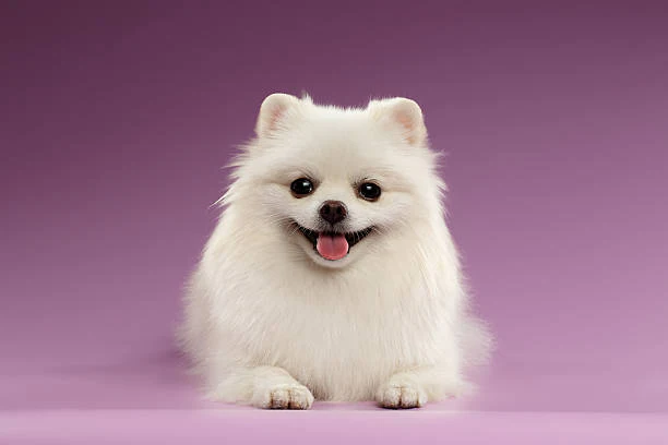 pomeranian-dog-price_8da5cb5b-8003-4dab-9f55-24c9f3d185fe